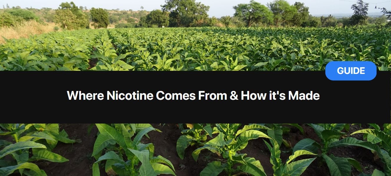 https://snusdaddy.com/media/amasty/blog//88/Where_Nicotine_Comes_From_and_How_its_Made.jpg