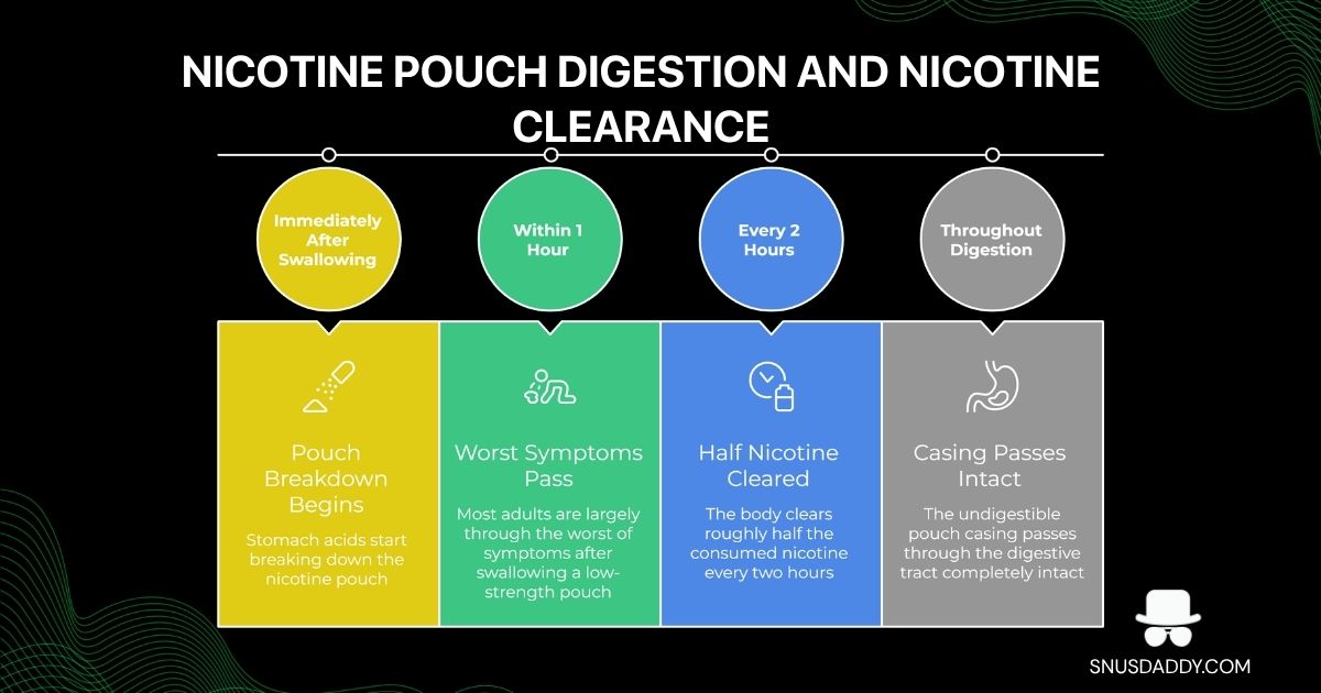 Nicotine Pouch Digestion and Nicotine Clearance