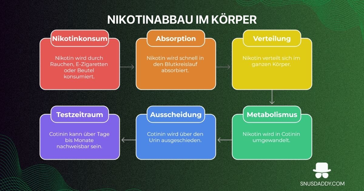 Nikotinabbau im Körper