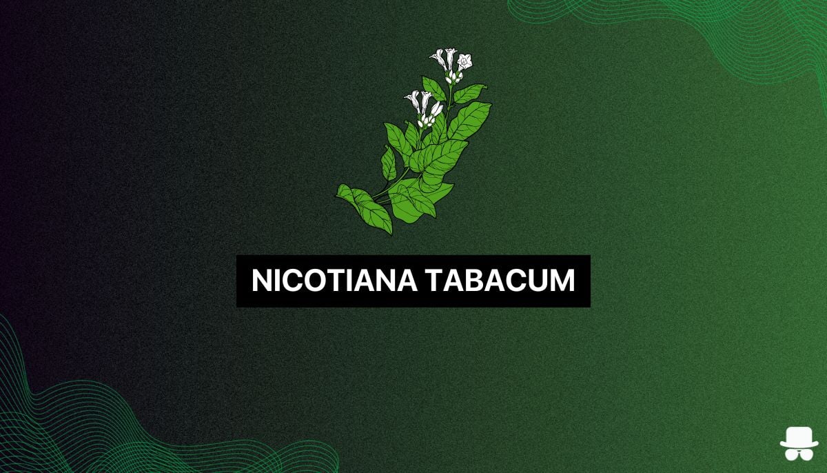 nicotiana tabacum plant to indicate where nicotine comes from